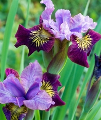 Iris Butterfly Miss Apple